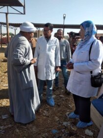 متابعة وتحصين الحيوانات بسوق السبت بقرية الألبان الجديدة لحماية الثروة الحيوانية بالسويس
