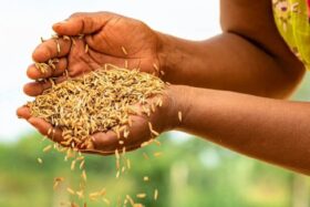 تعاون مصري إيطالي من أجل الزراعة المستدامة