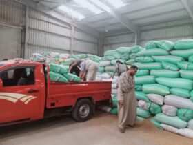 كفر الشيخ تواصل حصاد الذهب الأصفر .. توريد أكثر من 28 ألف طن قمح للصوامع والشون